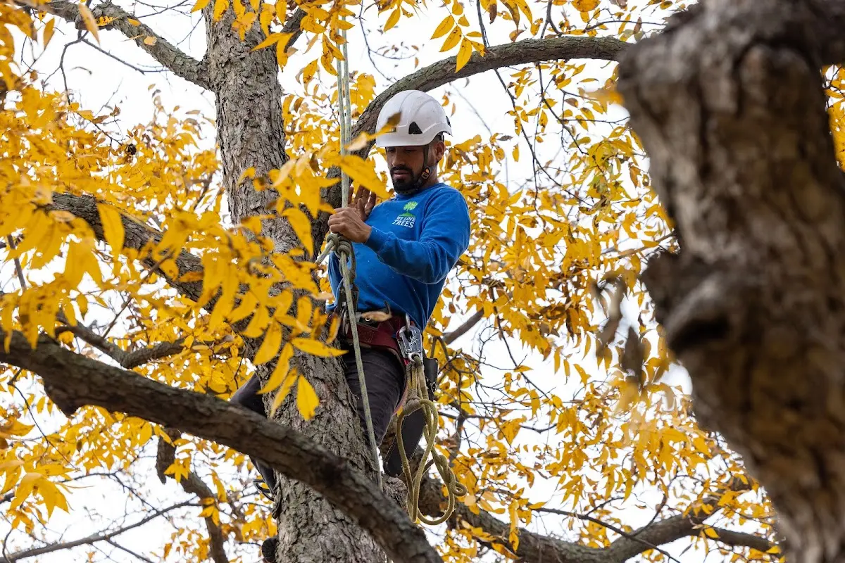 Skilled Storm Damage Cleanup crew working in Aulander